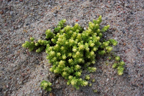 sedum acre cv.aureum